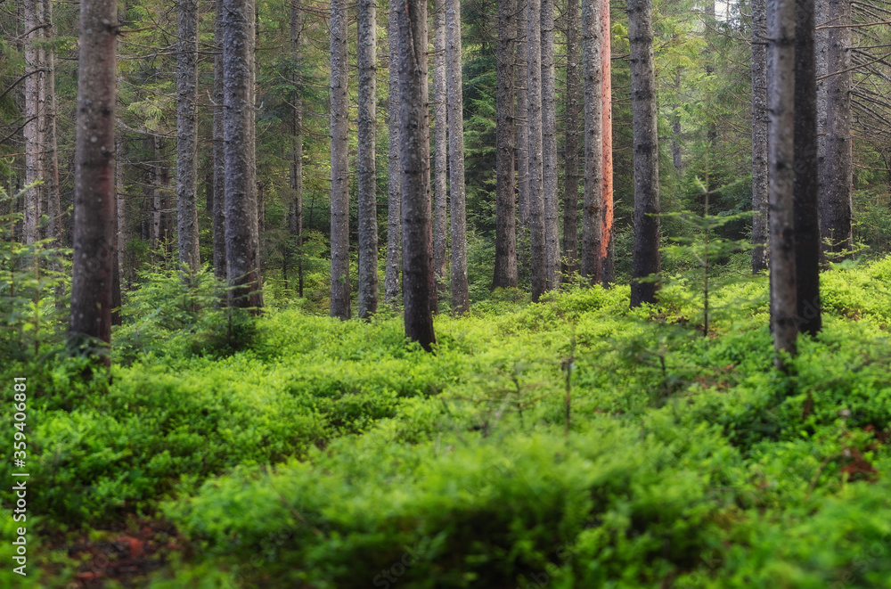 Fresh plants in the forest. Natural background. The forest after the rain. Picture for wallpaper.. Fresh plants in the forest. Natural background. The forest after the rain. Picture for wallpaper..