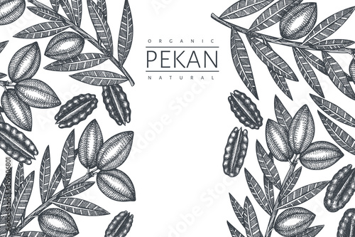 Hand drawn pecan branch and kernels design template. Organic food vector illustration on white background. Vintage nut illustration. Engraved style botanical picture.