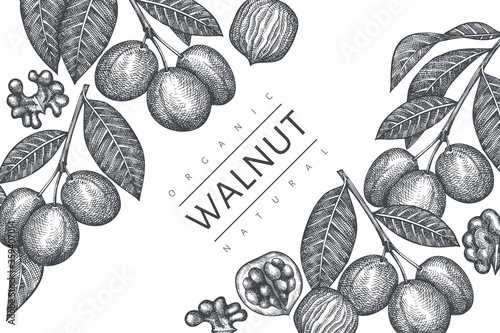 Hand drawn sketch walnut design template. Organic food vector illustration. Vintage nut illustration. Engraved style botanical background.