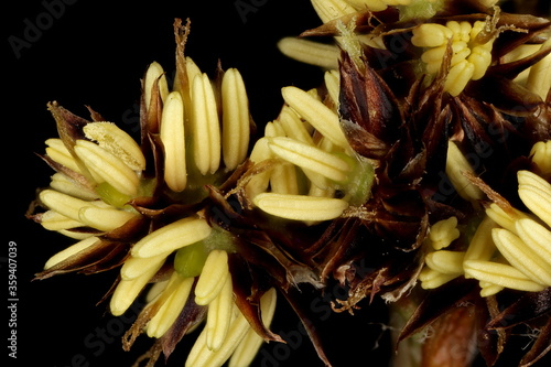 Field Woodrush (Luzula campestris). Inflorescence Detail Closeup photo