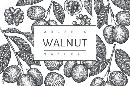 Hand drawn sketch walnut design template. Organic food vector illustration. Vintage nut illustration. Engraved style botanical background.