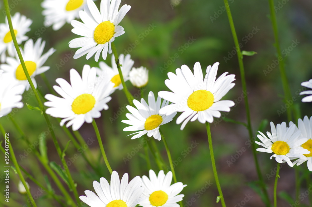 Fototapeta premium 花