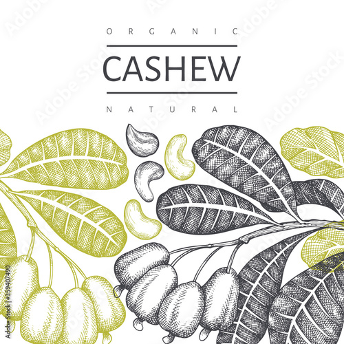 Hand drawn sketch cashew design template. Organic food vector illustration on white background. Retro nut illustration. Engraved style botanical background.