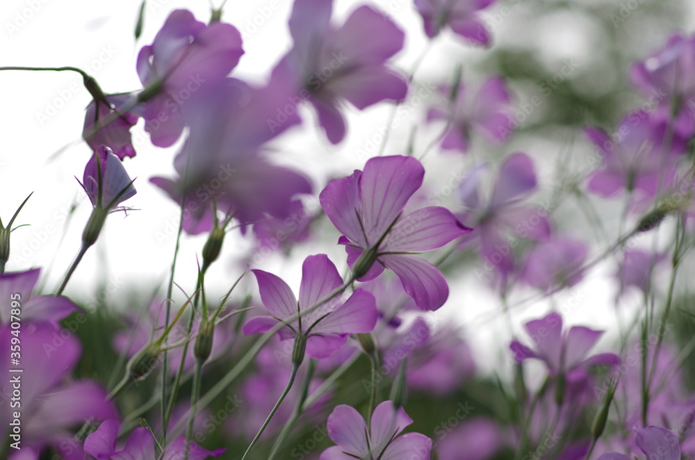 Obraz premium 花