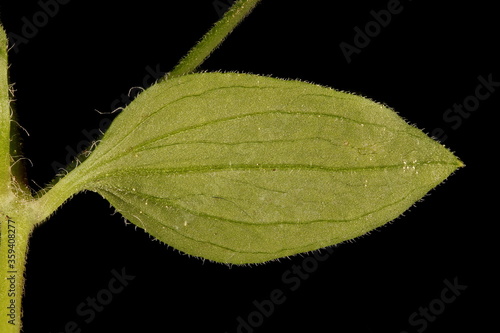 Three-Nerved Sandwort (Moehringia trinervia). Leaf Closeup photo