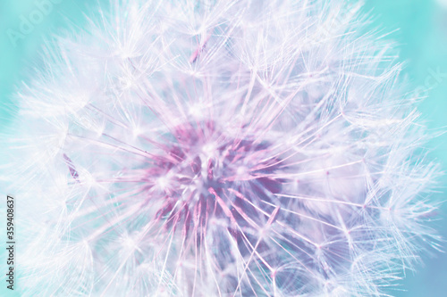 Dandelion seeds close up. Soft focus. Toned