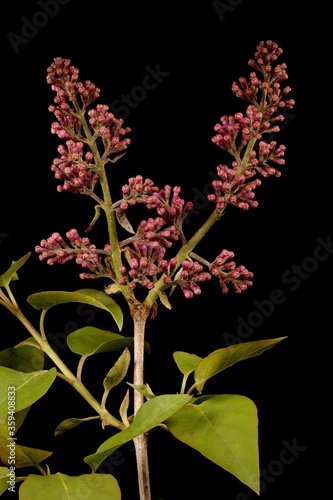 Lilac  Syringa vulgaris . Young Inflorescence Closeup