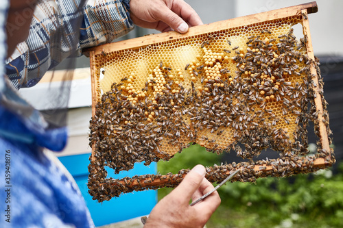 Frame with bees and honey in the hands of an experienced beekeeper