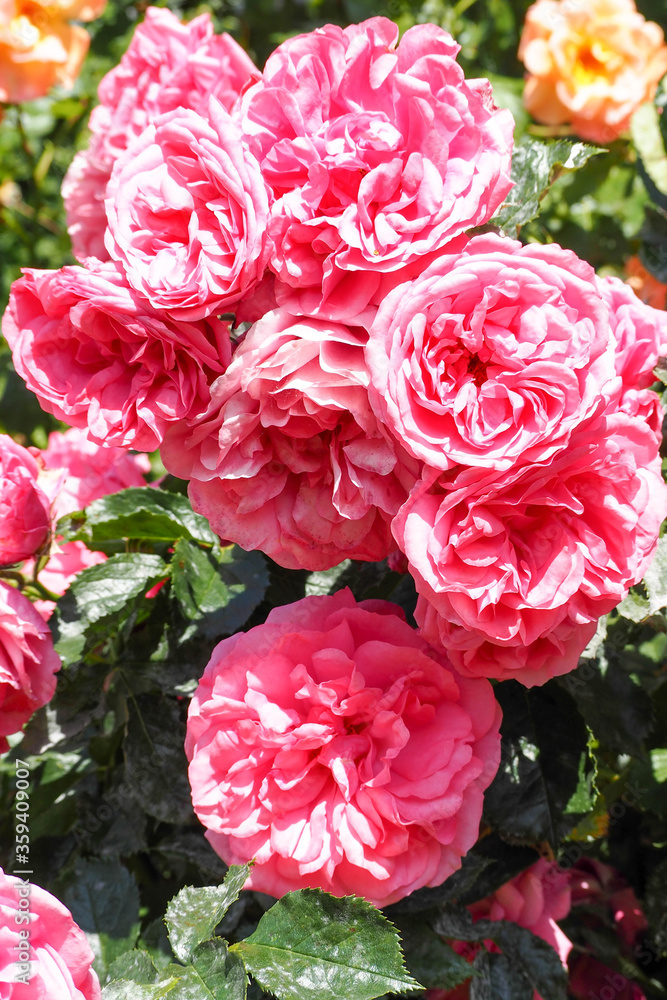 many large rosebuds of roses among in the garden on a summer Sunny day . pink flowers