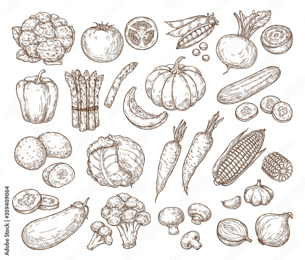 Sketch vegetables. Vector set in vintage style. Hand drawing. Tomato