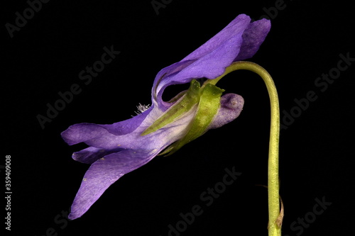 Heath Dog Violet (Viola canina). Flower Closeup