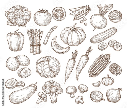 Sketch vegetables. Vector set in vintage style. Hand drawing. Tomato, cucumber, cabbage, potato, beetroot, corn. 