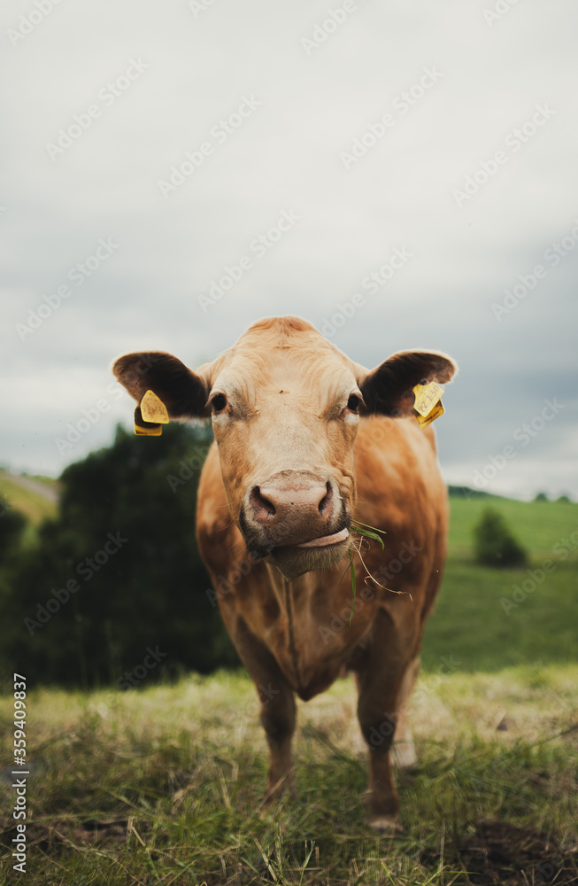 Kuh auf der Weide am Gras kauen