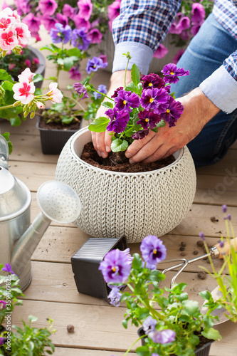 man gardener planting pansy, lavender flowers in flowerpot in garden on terrace