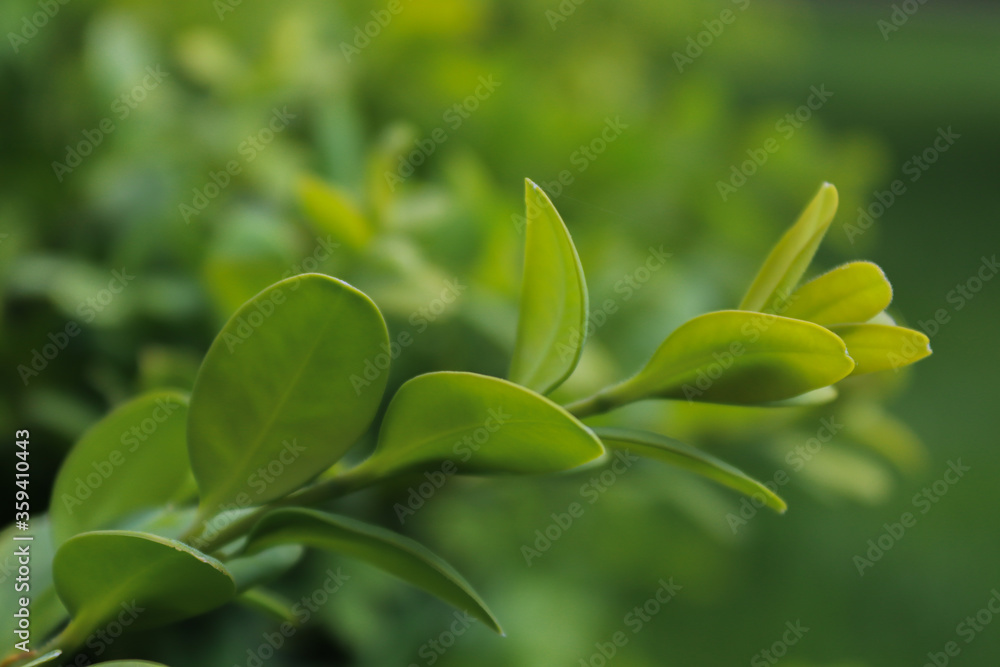 Fototapeta premium close up of green plant