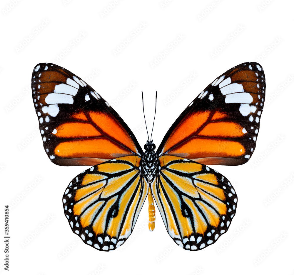 Fototapeta premium Common Tiger Butterfly lower wing profile in natural color isolated on white background