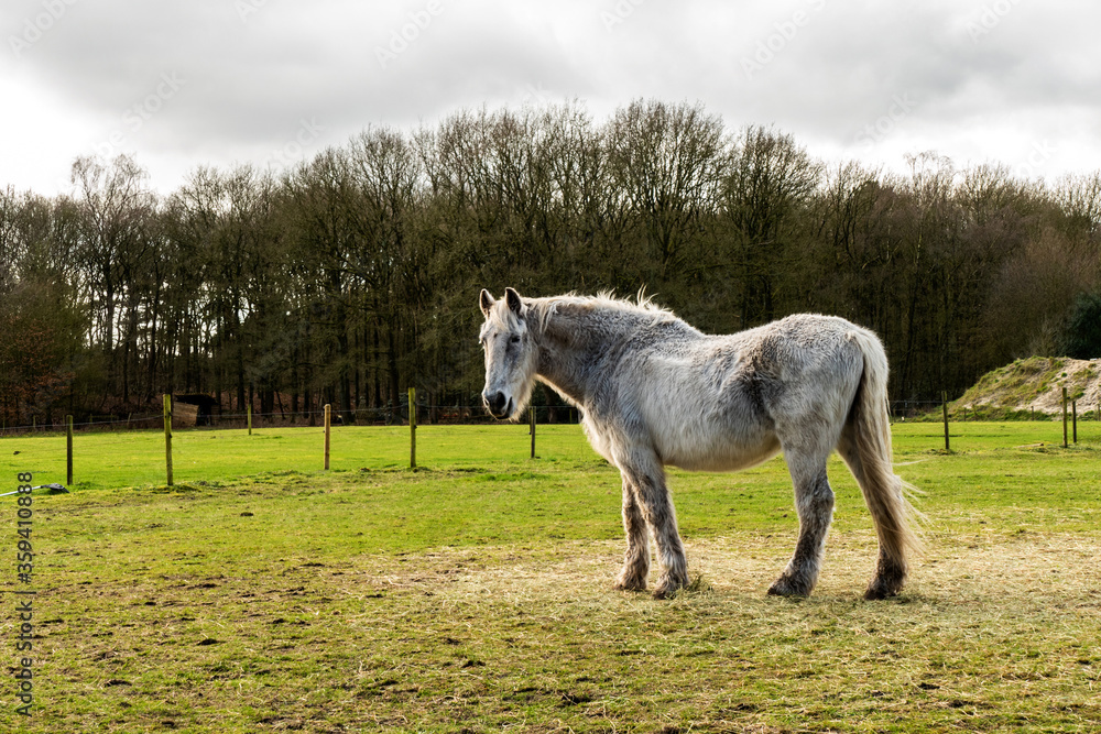 Close up of a white horse in a meadow
Close up of a white horse in a meadow
