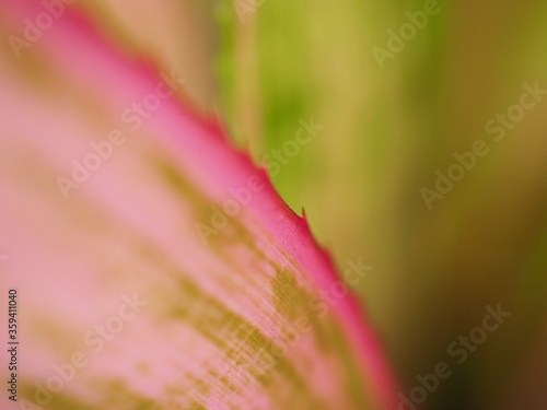 Closeup pink-green leaf of neoregrlia johannis plant   macro image  sweet color soft focus  blurred background  wallpaper  smooth and soft color for background