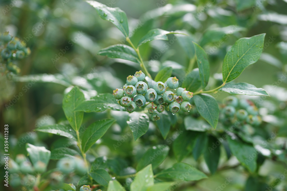 Unripe blueberries on a bush in the garden Unripe blueberries on a bush in the garden