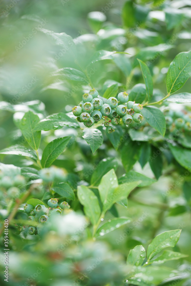 Unripe blueberries on a bush in the garden Unripe blueberries on a bush in the garden