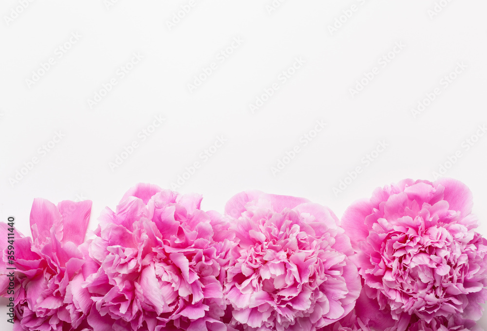 beautiful pink peony flower background beautiful pink peony flower background