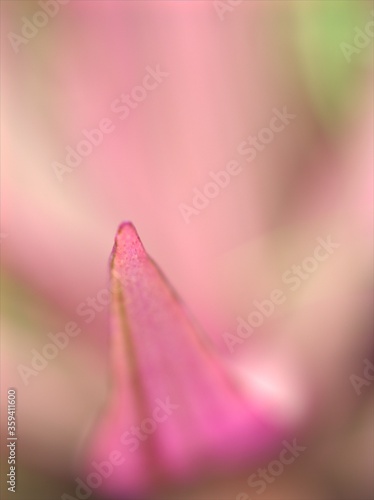 Closeup pink leaf of plant with soft focus ,macro image, bright and blurred for background, sweet color, nature leaves for card design