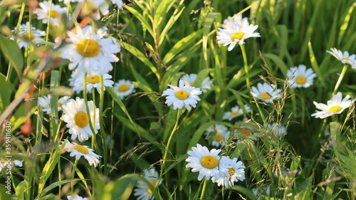 A variety of beautiful colors