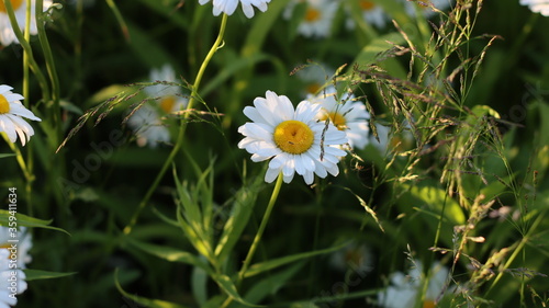 A variety of beautiful colors