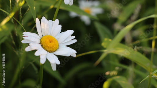 A variety of beautiful colors