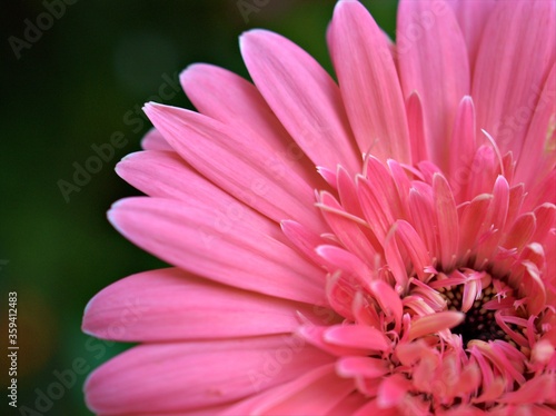 Closeup pink petals of common daisy (transvaal) flower with bright blurred background, macro image and soft focus ,sweet color for card design