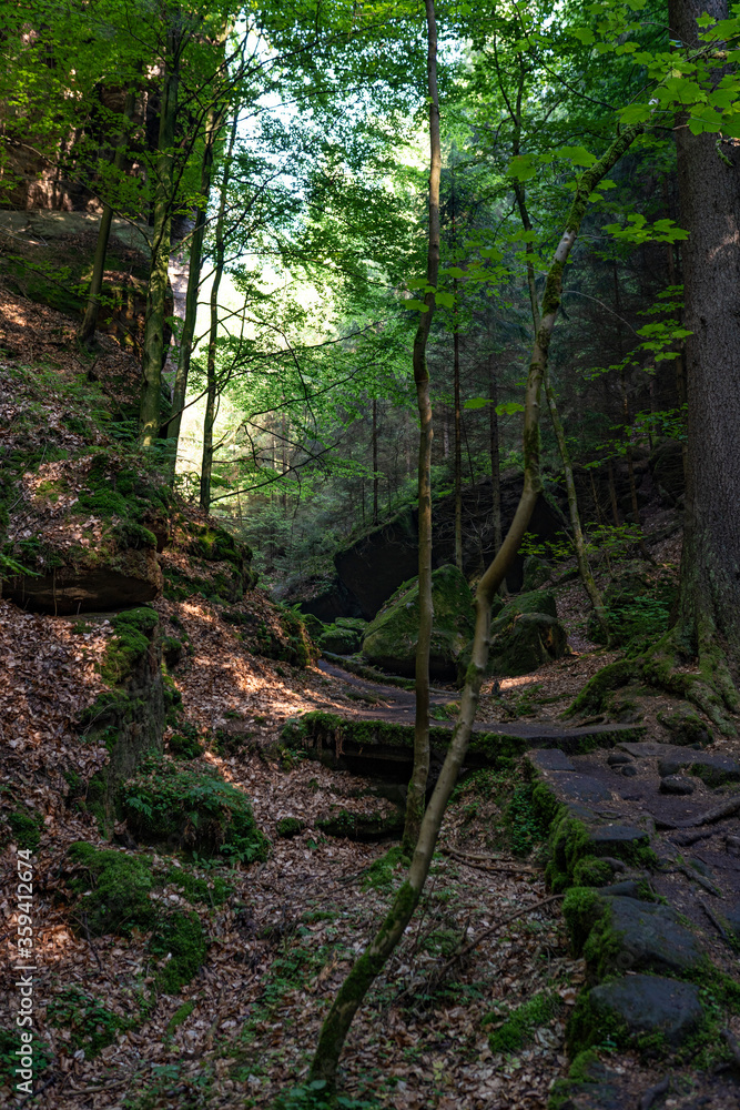 Fototapeta premium Grüner Märchenwald mit hängenden Gärten auf Sandstein - Felsen, Hängepflanzen, Elbsandsteingebirge - sächsische Schweiz