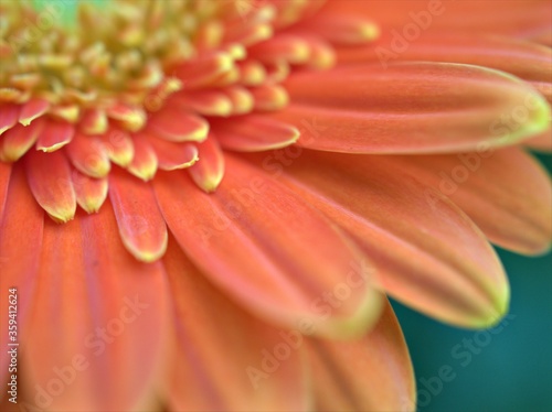 Closeup orange petals of Gerbera daisy flower (Transvaal daisy) ,detail macro image ,soft focus ,sweet color for card design