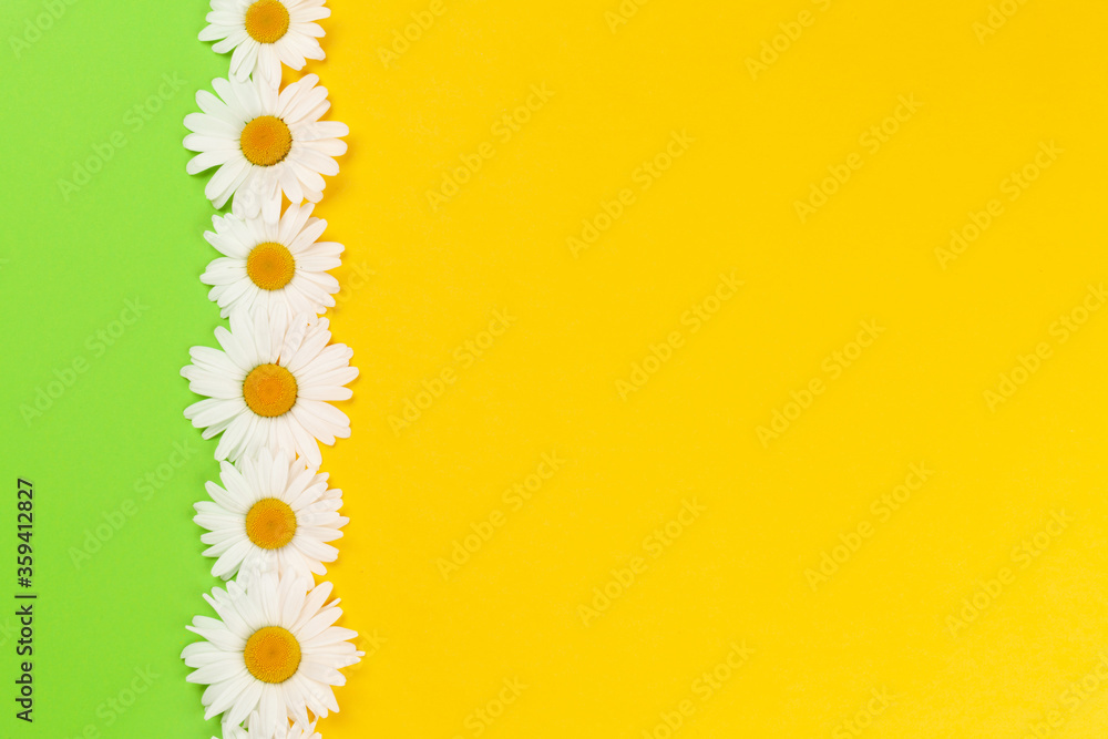 Camomile flower greeting card