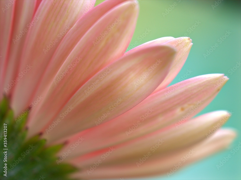 Fototapeta premium Closeup pink petals of common daisy (transvaal) flower with green pastel blurred background ,macro image, sweet colorfro card design