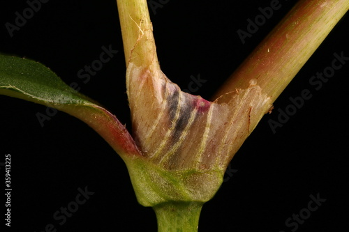 Redshank (Persicaria maculosa). Ocrea Closeup photo