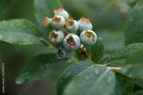 Unripe blueberries on a bush in the garden