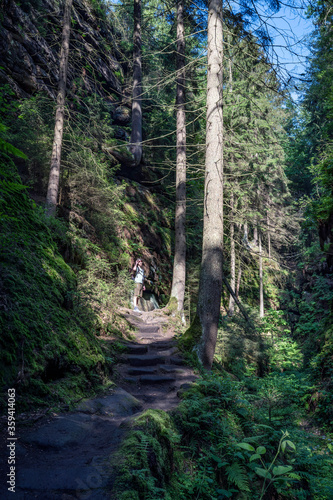 Grüner Märchenwald mit hängenden Gärten auf Sandstein - Felsen, Hängepflanzen, Elbsandsteingebirge - sächsische Schweiz © formgefuege