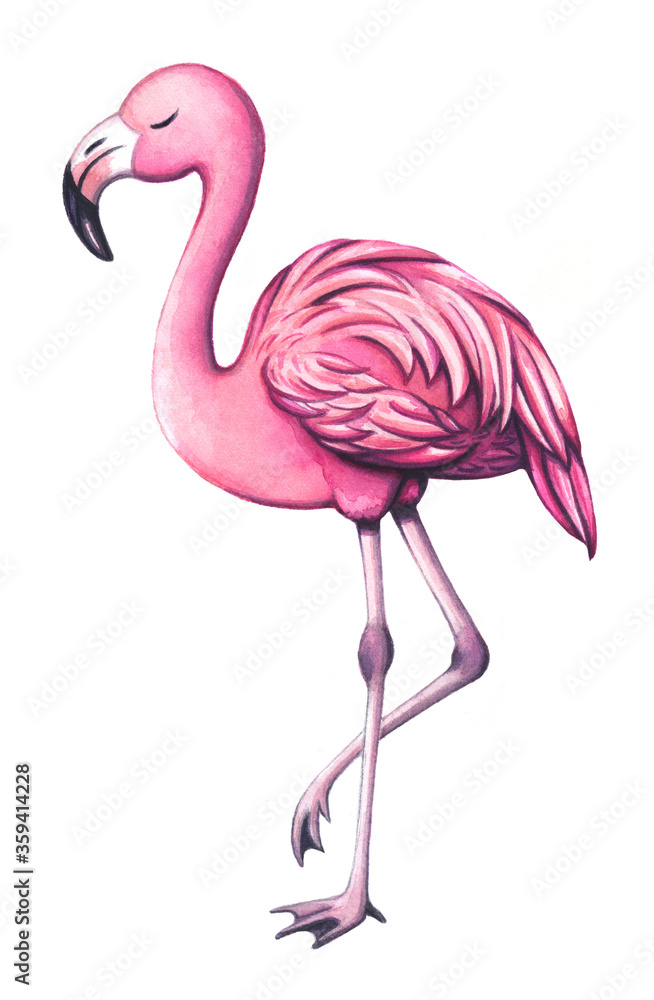 Fototapeta premium Pink flamingo bird, watercolor illustration isolated on white background. Hand drawn cute bird element.