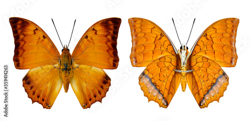 Sticker Malay Rajah butterfly both upper and lower wing profile in natural color isolate