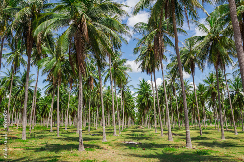 Tropical coconut tree 
