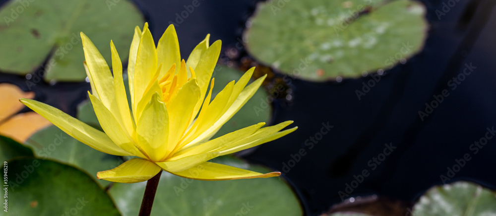 yellow water lily in pond. Blossom time of lotus flower yellow water lily in pond. Blossom time of lotus flower