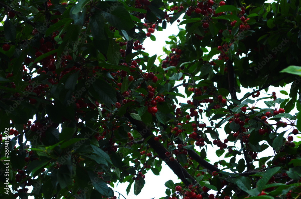 Red and sweet cherries on a branch just before harvest in early summer Red and sweet cherries on a branch just before harvest in early summer