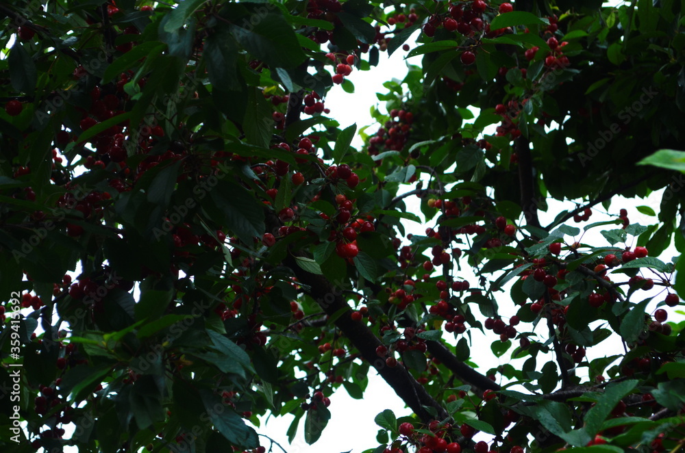 Red and sweet cherries on a branch just before harvest in early summer