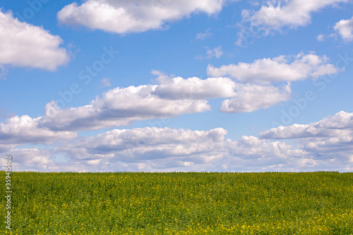 Minimalistic bright Sunny landscape with green grass, blue sky and large clouds