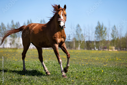 One red horse galloping on the pasture