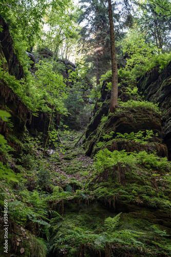 Grüner Märchenwald mit hängenden Gärten auf Sandstein - Felsen, Hängepflanzen, Elbsandsteingebirge - sächsische Schweiz