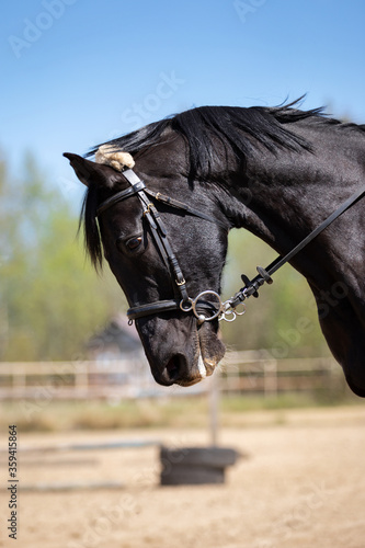 Beautiful head of a horse on manege