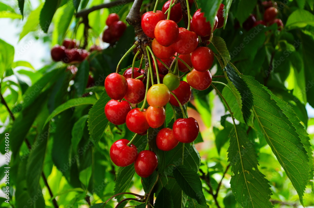 Red and sweet cherries on a branch just before harvest in early summer Red and sweet cherries on a branch just before harvest in early summer