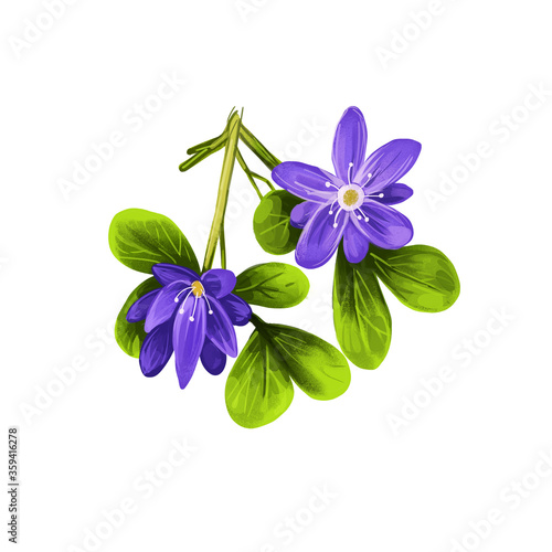 Guaiacum digital art illustration isolated on white. lignum-vitae, guayacan, or ga ac, blue flowers and green leaves. Herb with adverse effect. Guajacum, flowering plants in caltrop Zygophyllaceae. © dneprstock