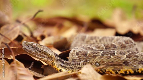 Brazilian Jararaca highly dangerous snake with ticks closeup, slow motion photo